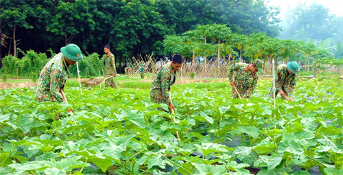 Tiểu đoàn 208, Trung đoàn 736, Bộ CHQS tỉnh Bình Phước bảo đảm thực phẩm sạch phục vụ bộ đội