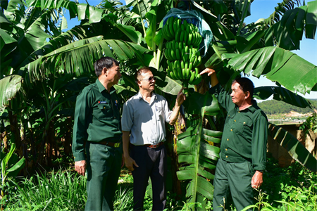 Cựu chiến binh Phạm Ngọc Tổng đưa chuối xuất ngoại