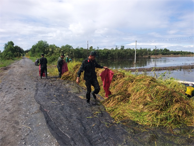 LLVT huyện Thạnh Hóa giúp dân thu hoạch lúa chạy lũ