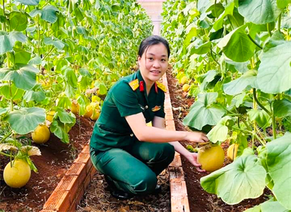 Hiệu quả mô hình trồng dưa lưới công nghệ cao ở Ban CHQS huyện Phú Riềng