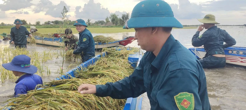 Lực lượng vũ trang tỉnh Tây Ninh giúp dân cứu lúa chạy lũ