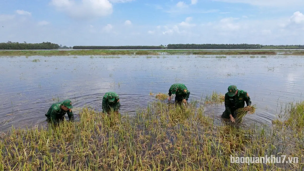 Tây Ninh: Cán bộ, chiến sĩ  Đồn Biên phòng Thuận Bình khẩn trương giúp dân thu hoạch lúa