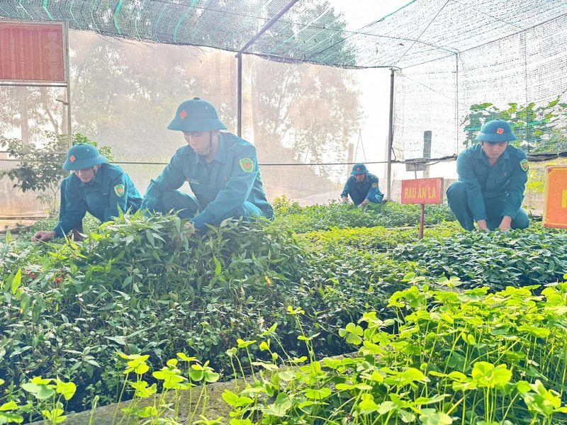 Vườn rau xanh nơi chốt dân quân biên giới 