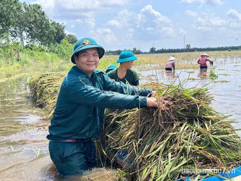 Ban CHQS xã Thạnh Hóa hỗ trợ người dân thu hoạch lúa bị ngập