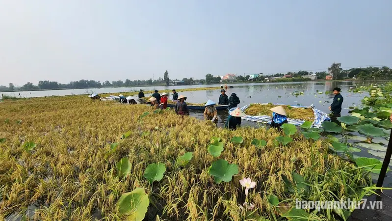 Lực lượng vũ trang tỉnh Tây Ninh tiếp tục giúp người dân thu hoạch lúa bị ngập