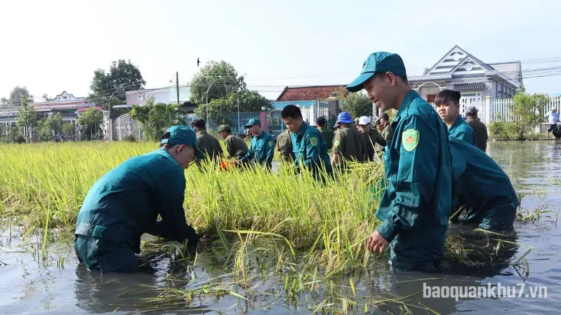 Lực lượng vũ trang xã Rạch Kiến phối hợp giúp dân thu hoạch 8,5 ha lúa