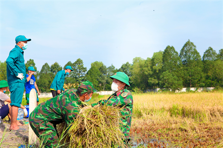 Bộ đội giúp dân thu hoạch nông sản