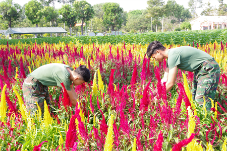 Sư đoàn 5 phát huy nội lực xây dựng doanh trại “chính quy, xanh, sạch, đẹp”