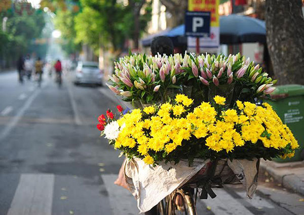 Sớm mai dạo phố trong cơn gió heo may se lạnh, những chiếc xe đạp kĩu kịt chở những bó hoa cúc vàng rực rỡ từ ngoại thành đã hối hả mang hương sắc mùa thu đến cho người Hà thành.